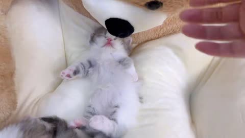 I can watch kittens sleeping all day long!