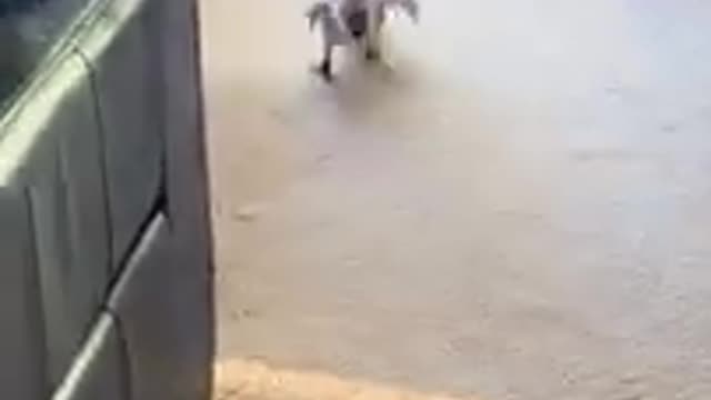Funny animals video 2022 😄- Best Dogs And Cats Videos