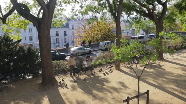 Feed the pigeons in the afternoon