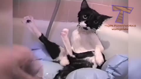 CATS will make you LAUGH YOUR HEAD OFF - Funny CAT compilation