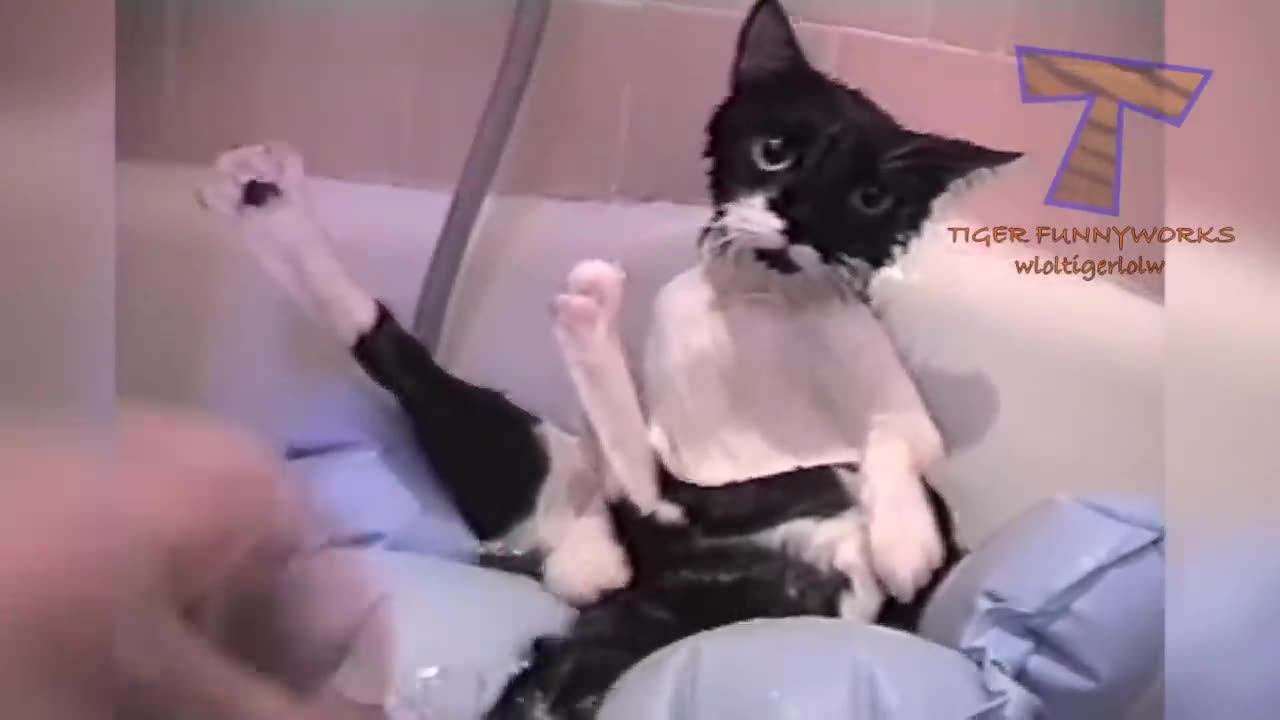 CATS will make you LAUGH YOUR HEAD OFF - Funny CAT compilation