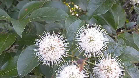 Sugar Shack Buttonbush