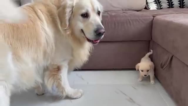 Golden Retriever Meets a Puppy like himself