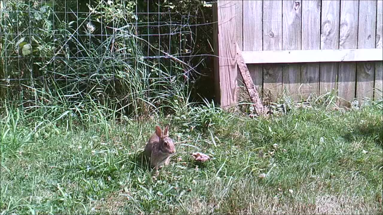 Backyard Trail Cams - Rabbit by the Fence