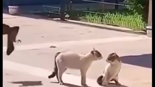 Funny Dog