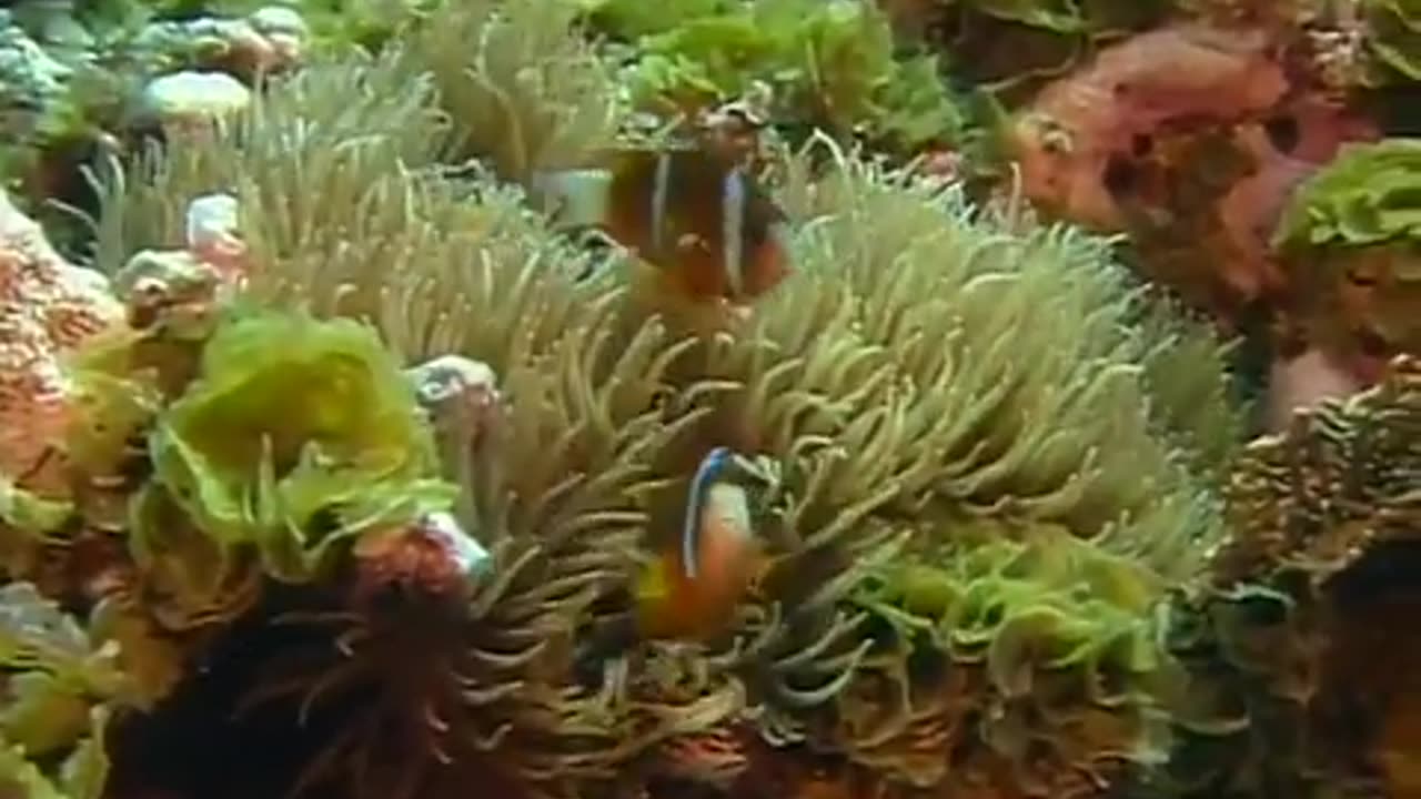 Treasures Of The Great Barrier Reef