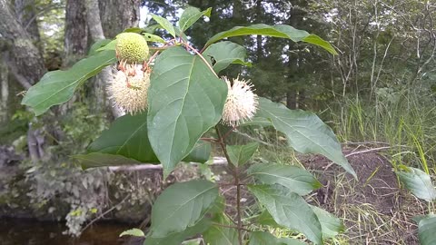 Sugar Shack Buttonbush