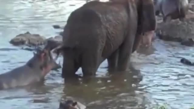 The elephant was surrounded by hippos