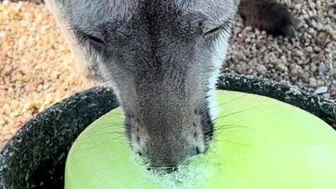 Kangaroo Popsicle