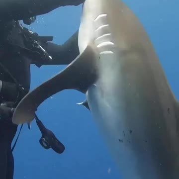 Hook removal 🦈😢