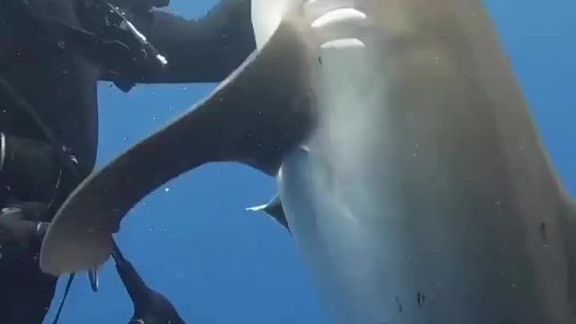 Hook removal 🦈😢
