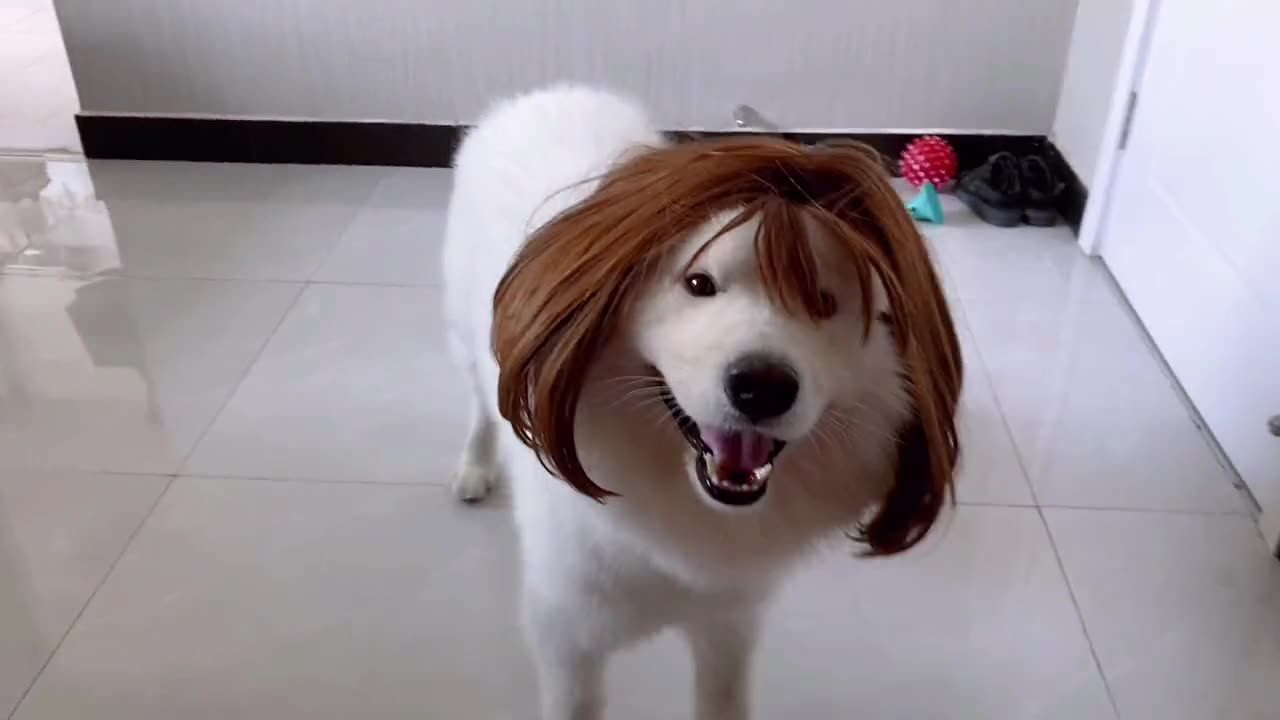 Funny Dog Video