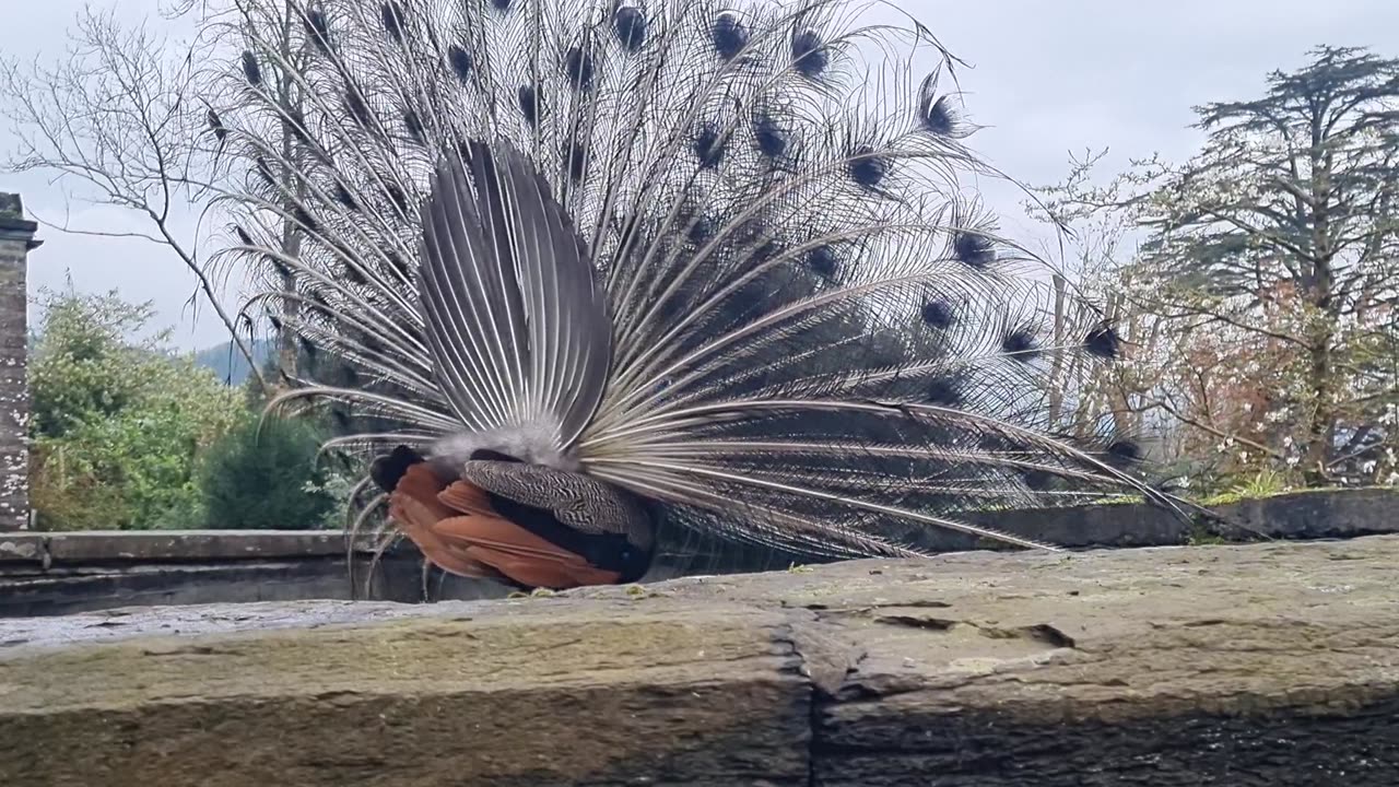 Beautiful Peacock In North Wales.