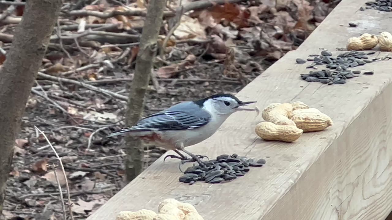 White breasted nuthatch