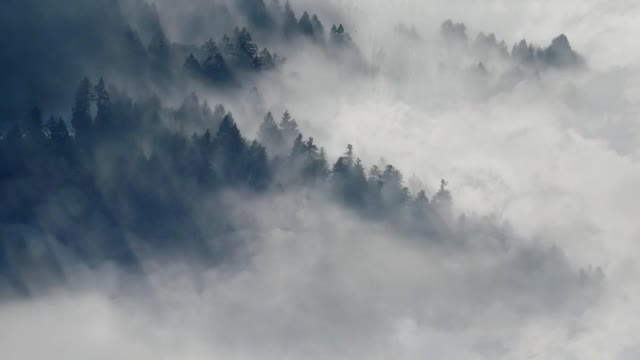 background clouds forest