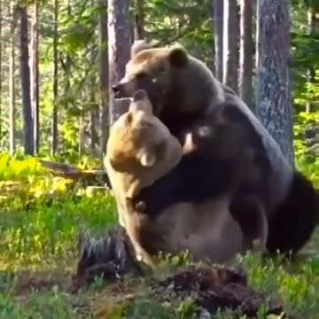 A fierce fight between two bears over hunting | wildlife animals