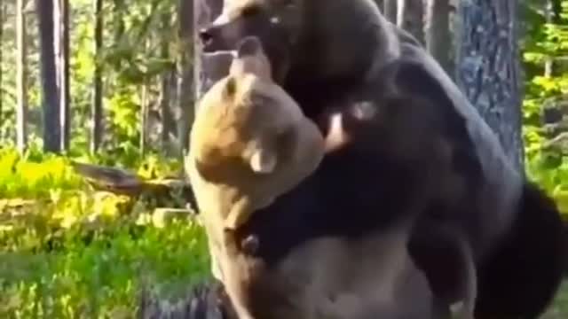 A fierce fight between two bears over hunting | wildlife animals