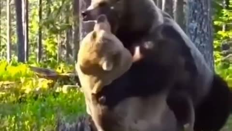A fierce fight between two bears over hunting | wildlife animals