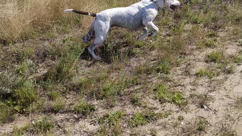 Katy's country dog park