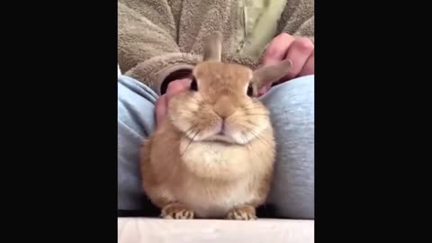 Unleash Your Cuteness Overload: These Funny Animal Videos Will Make Your Day!