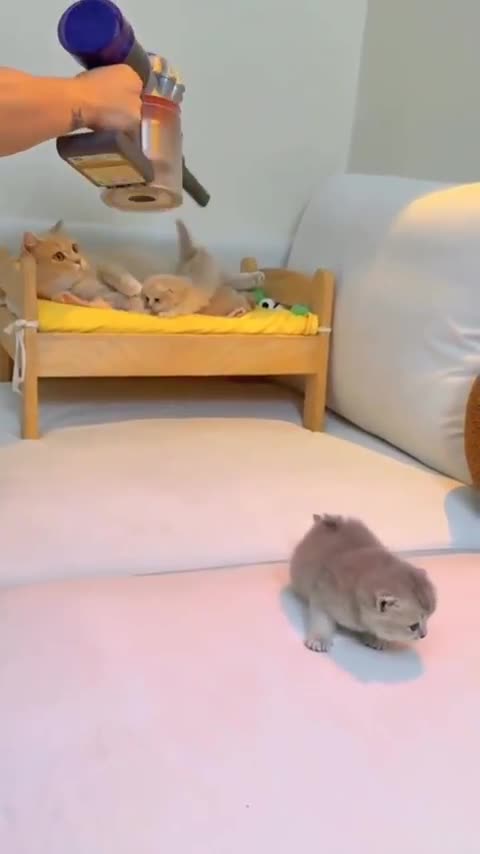 Moving the kitties so I can vacuum...