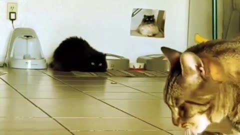 Try watching without laughing #funnyanimals