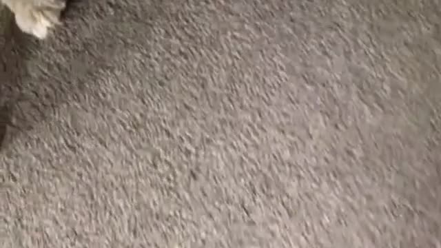 What would my dog's owner this is sit sad