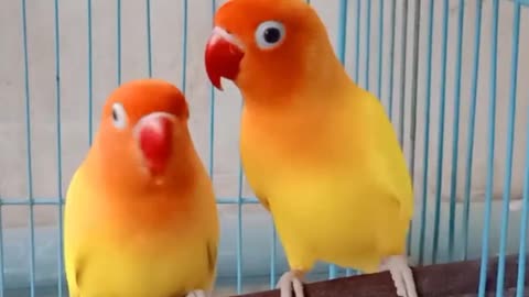 Beautiful Lovebird birds