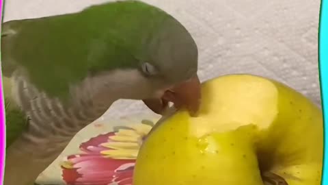 Apple eating parrot