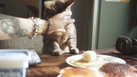 Cat at the breakfast table