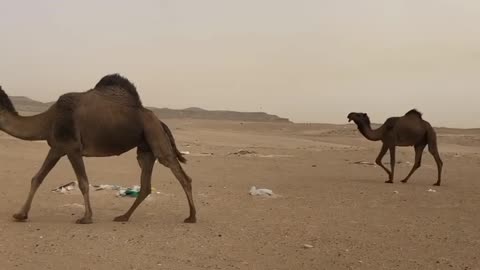 Closer look to the Camels