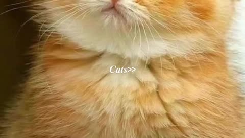 Cout cat 😺