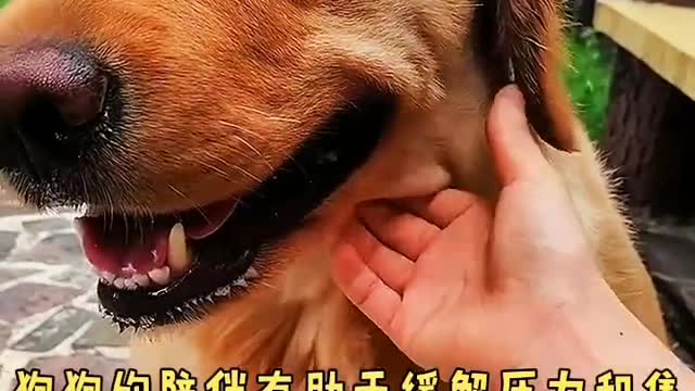 What are the benefits of owning a dog