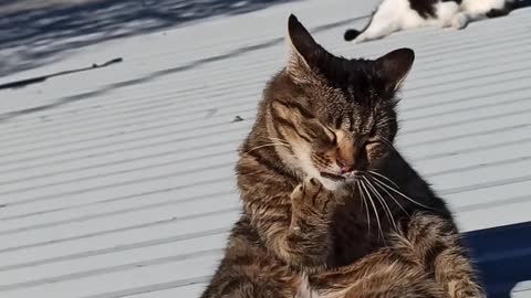 Cute cat washes its paws