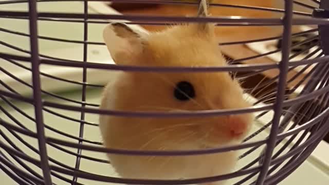 Cutest hamster alive goes for adorable wheel run