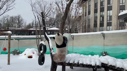 Panda enjoying in snow| panda fans| 2023