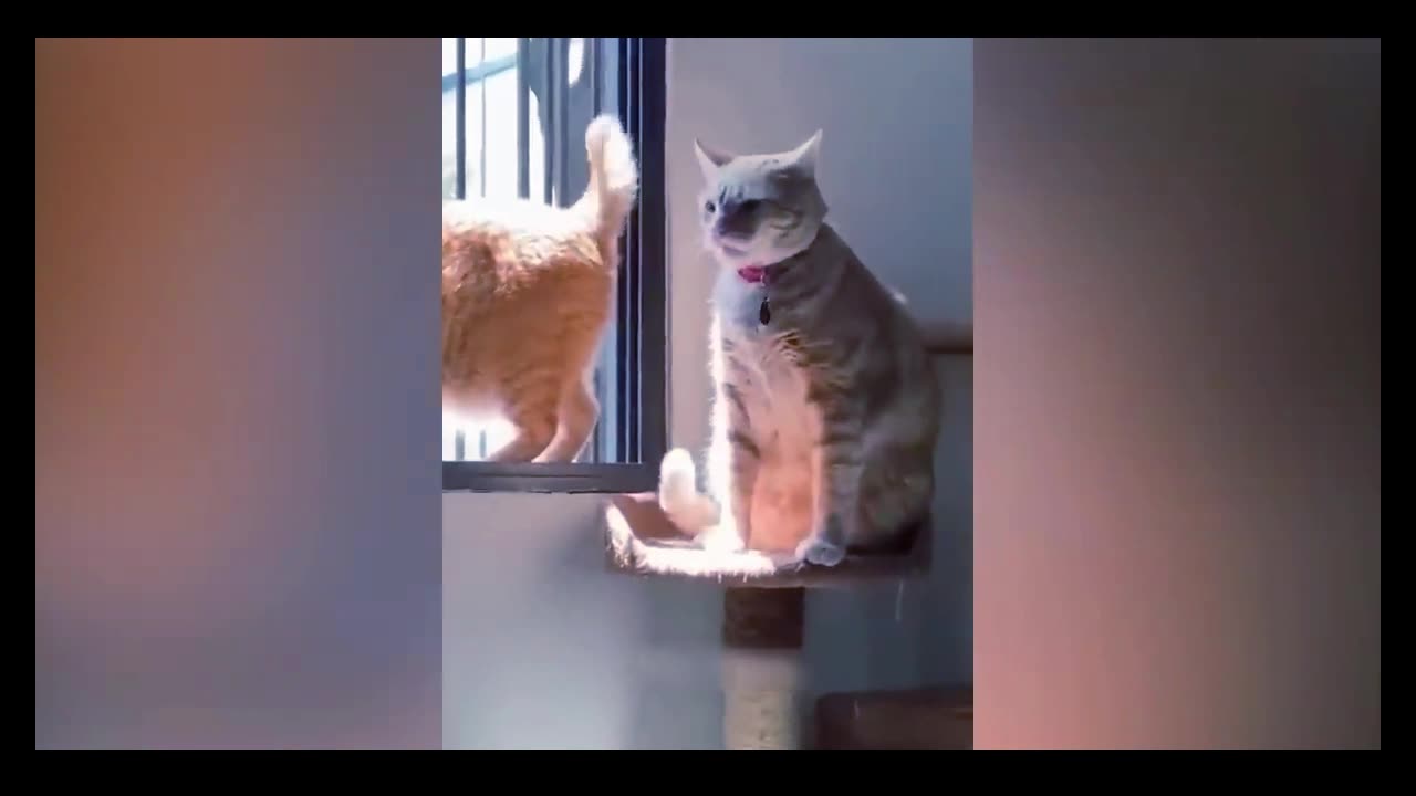 Hilarious Animal Antics - Part 1