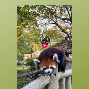 Himalayan Red Pandas