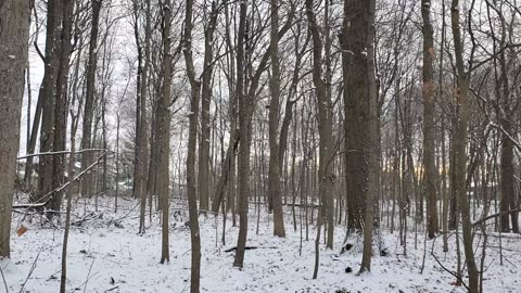 Snowfall in Southeast Michigan