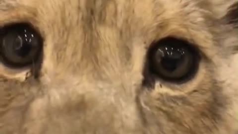 Watch a lion cub attack people