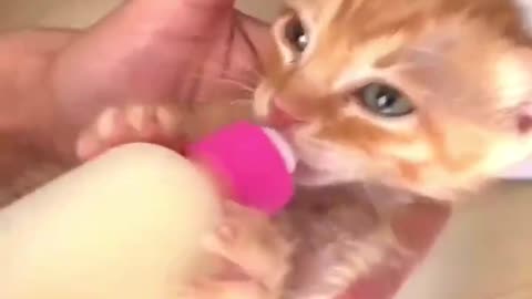 Cute kitty so hungry