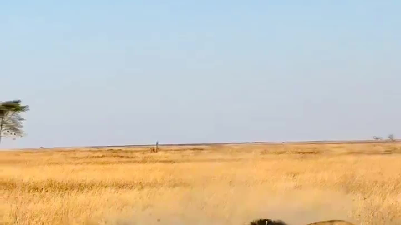 Lion hunting