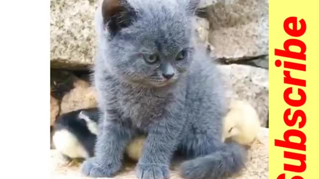 Cute and funny animals short videos