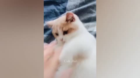 Funniest Animal 😂 New Funny Cats and Dogs 😺🐶