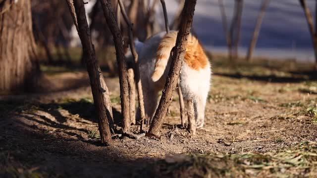 A flowery cat pouted its hips against the sun