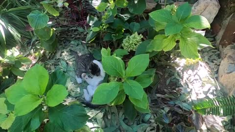 Cute kittens are wrestling among the plants in my garden