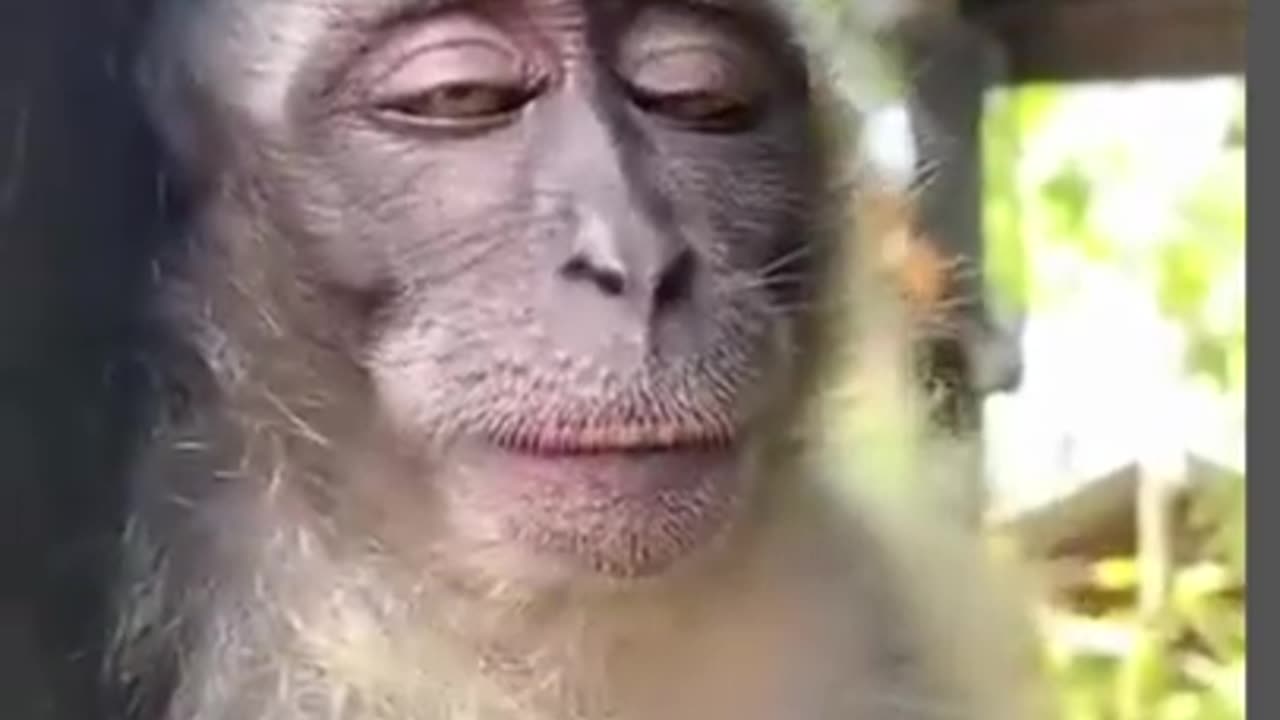 Funny monkey