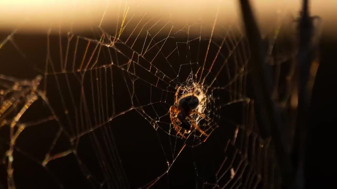 Why Spider Silk is Stronger Than Steel