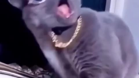 Funny cats 🤣🤣 video