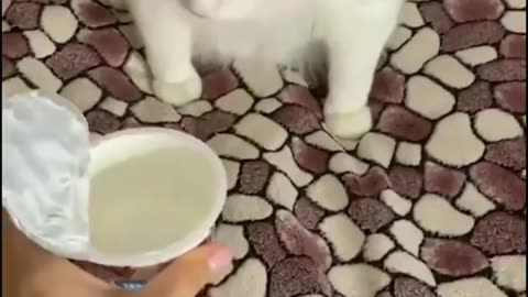 funny video #animals fanny cats